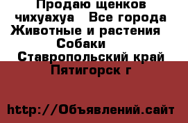 Продаю щенков чихуахуа - Все города Животные и растения » Собаки   . Ставропольский край,Пятигорск г.